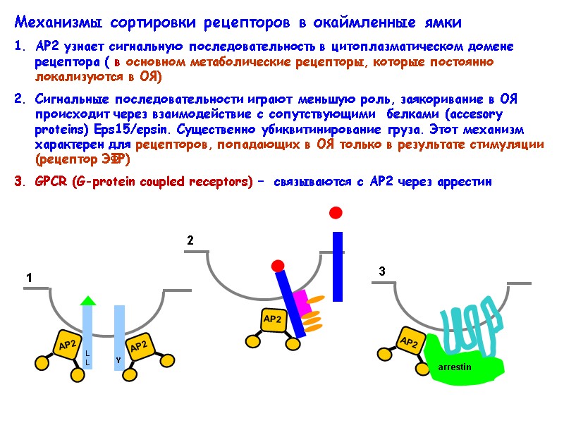 Механизмы сортировки рецепторов в окаймленные ямки АР2 узнает сигнальную последовательность в цитоплазматическом домене рецептора